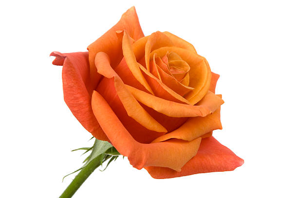 Cтоковое фото Оранжевый Роуз