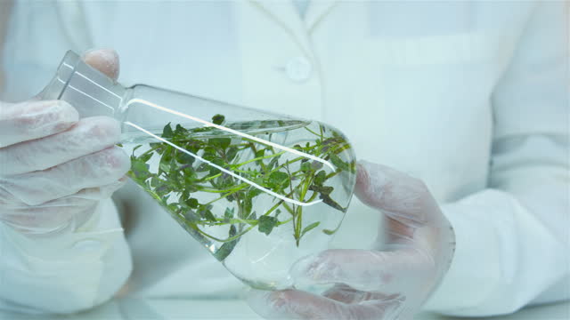 Microgreens. A flask with plants and water.
