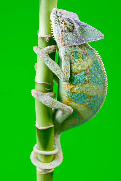Big chameleon stock photo