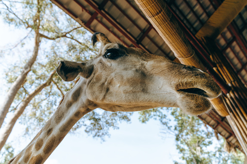 South African giraffe (Giraffa camelopardalis giraffa) in the savannah in !Karas region