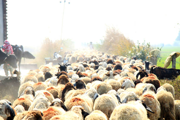 Herd of sheep's on country road in a small village of India.