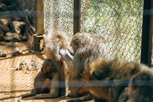 An ape kept in a cage in a zoo on Phu Quoc island, Vietnam