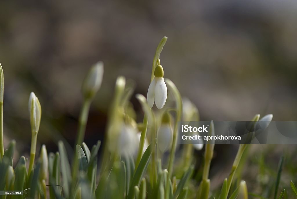 Flower bed of snowdrops Focus on one of the snowdrop flower Blossom Stock Photo