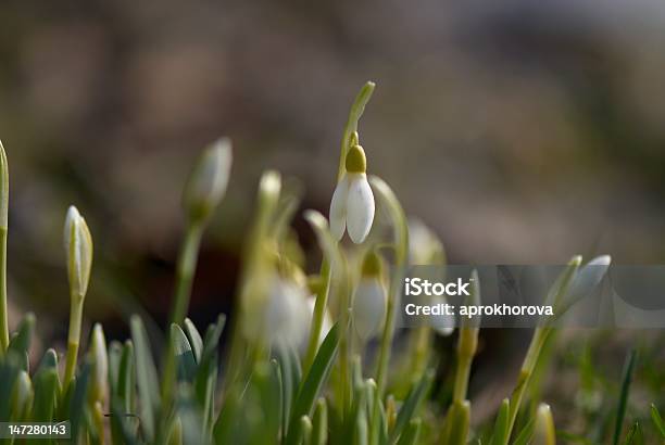 Flower Bed Of Snowdrops Stock Photo - Download Image Now - Blossom, Bright, Bud