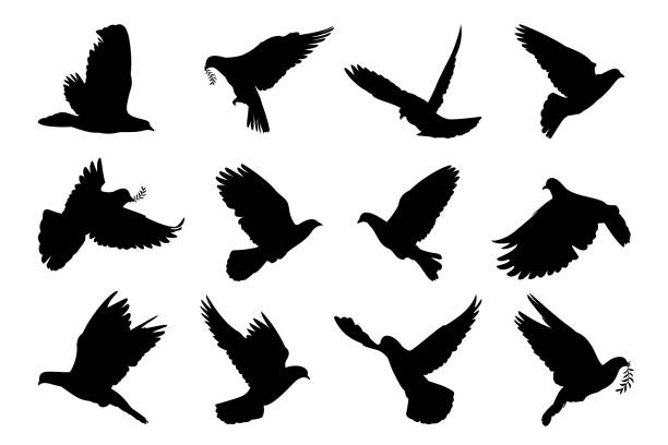 ilustrações, clipart, desenhos animados e ícones de dove voando silhueta vetor easter símbolo conjunto. - beauty in nature birds nature backgrounds wild animals