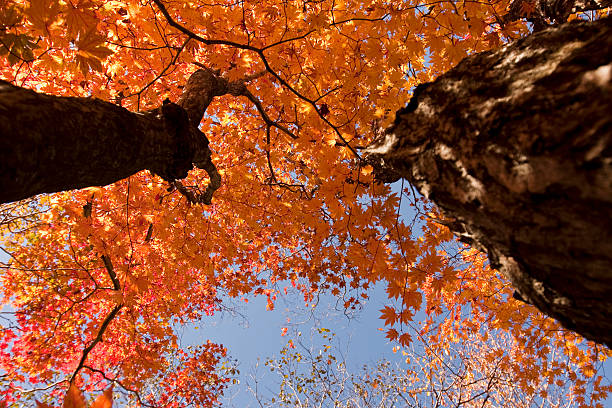 Maple Tree stock photo