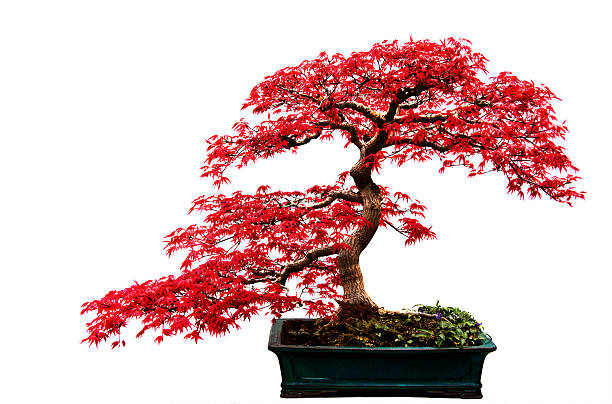 Red Bonsai Tree Red-leafed bonsai tree isolated on a white background. bonsai tree stock pictures, royalty-free photos & images