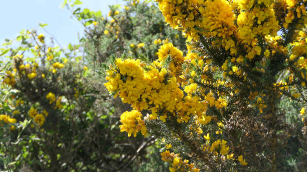 istock Gorse Whin in full bloom with Yellow leaf Ireland 1472803120