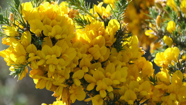 istock Gorse Whin in full bloom with Yellow leaf Ireland 1472803132