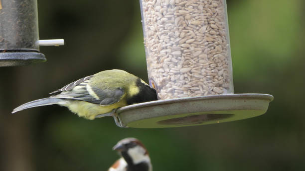istock Great Tit feeding from a bird table in UK 1472803181