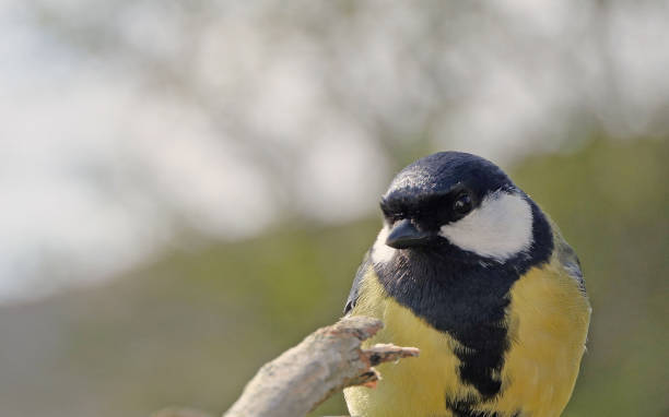 istock Great Tit sitting on a fence UK 1472803197