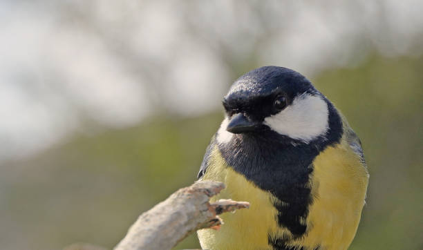 istock Great Tit sitting on a fence UK 1472803211