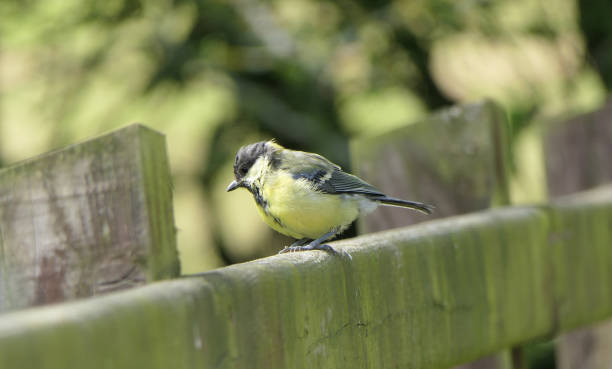 istock Great Tit sitting on a fence UK 1472803221