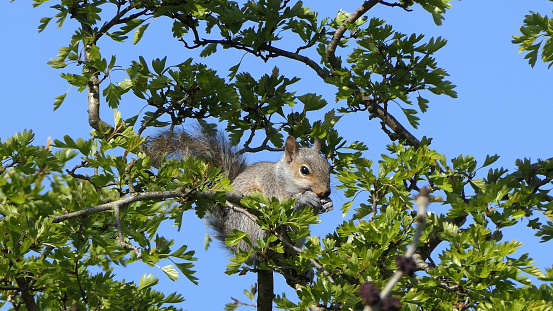 Grey squirrel searching for food in tree