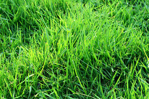 Green Gras – Foto