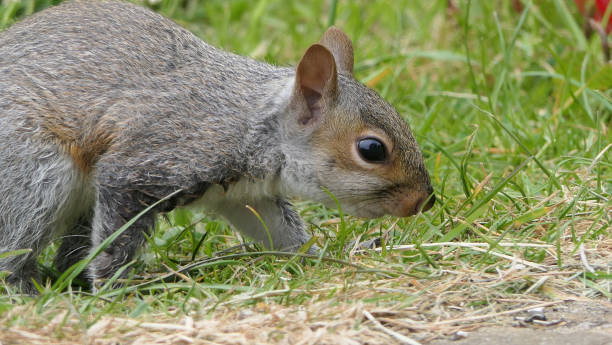 istock Grey squirrel searching for food 1472803806