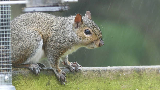 istock Grey squirrel searching for food 1472803852
