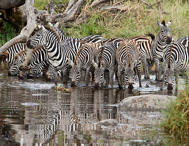 istock Zebras, tanzania, Africa 147280387