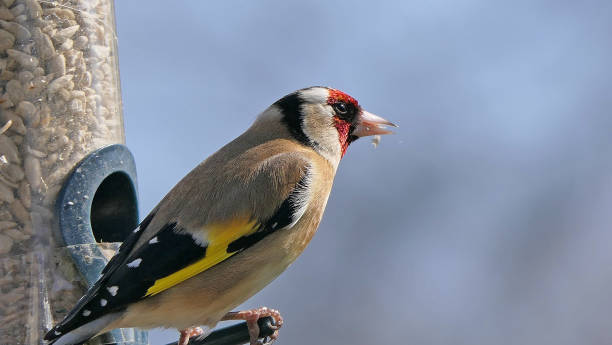 istock Goldfinches feeding from a bird table of mixed seeds UK 1472803915