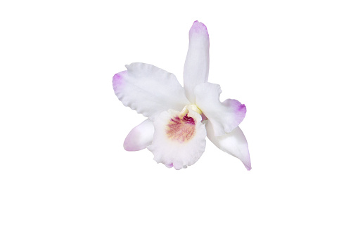 Dendrobium orchid hybrid white single flower with small amount of pale pink or purple isolated on white