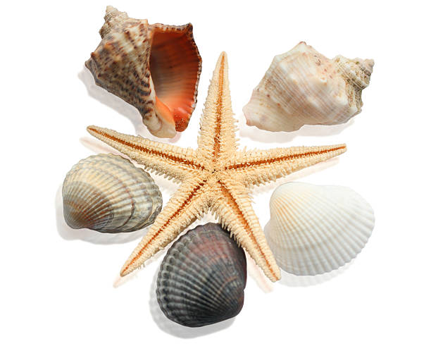 istock Composition of cockleshells on the white background 147280457