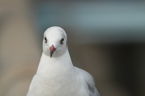 Beautiful Brown-headed gull portrait at Bangpu, Thailand. It looks through the lens, and wait for snack.