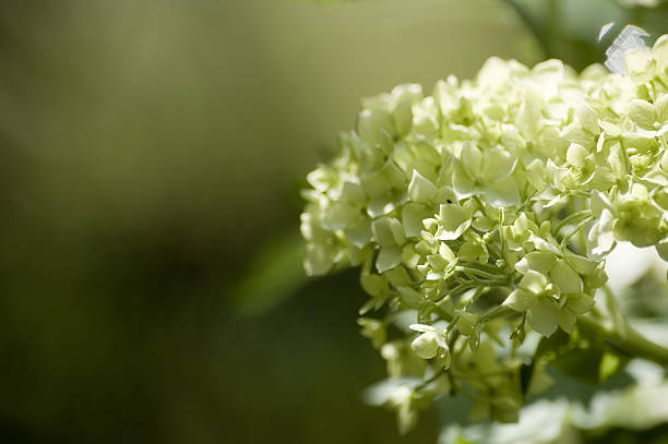 White Hydrangea stock photo