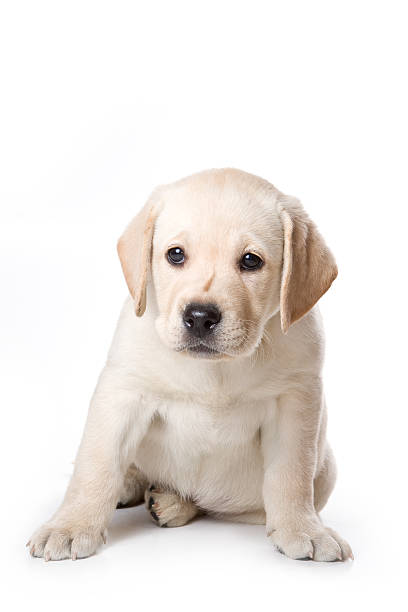 istock Labrador Retriever puppy on white 147280515