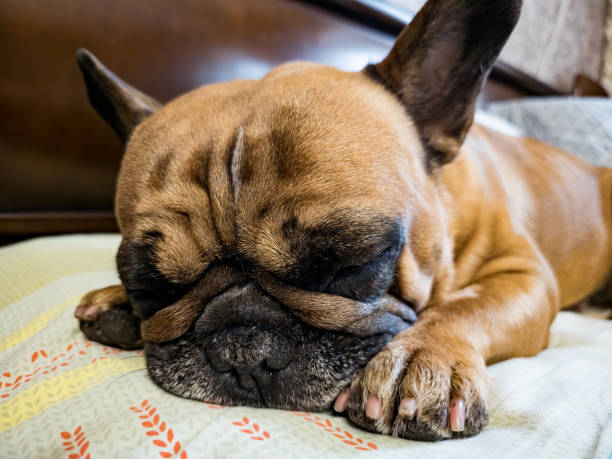 istock Fawn french bulldog with a black mask on the muzzle, close up. 1472805764