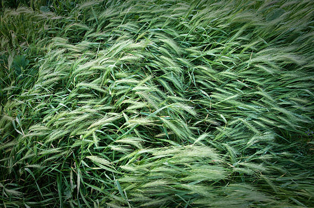 istock green grass seeds blowing in the breeze 147280596