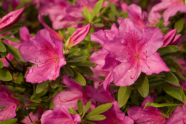 Rhododendron flower stock photo