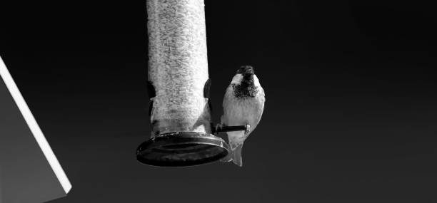 istock House Sparrow feeding from bird table with blue background copy text 1472806871