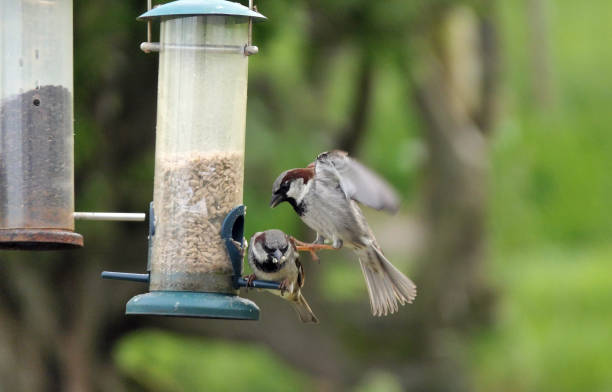 istock House Sparrow fighting at a seed feeder at bird table 1472806923