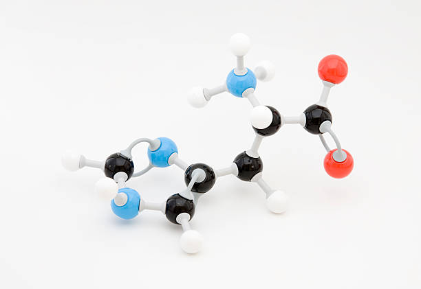 히스티딘 아미노산 분자 - amino acid molecule chemical histamine 뉴스 사진 이미지