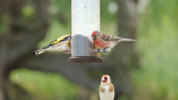 istock lesser redpoll feeding from Tube peanut seed Feeder 1472807729