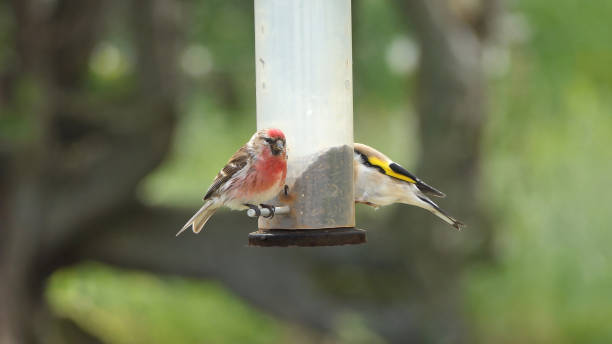 istock lesser redpoll feeding from Tube peanut seed Feeder 1472807778