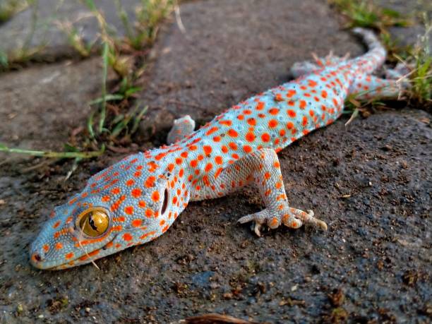 Gecko just died on the road pavement We don't know why this young gecko died. The colour and texture of its skin is very interesting. tokay gecko stock pictures, royalty-free photos & images