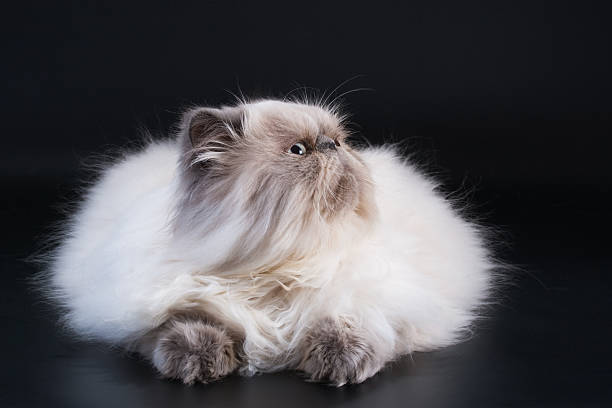 istock Male persian cat breed half face 147280809