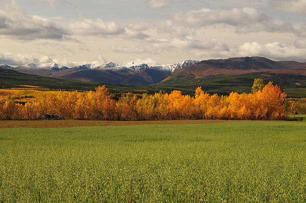 Red and yellow trees in a horse back riding farm in Kanadas Yukon