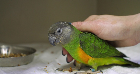 Veterinarian strokes a parrot in a hospital veterinary clinic. The doctor calms the sick parrot gently and gently stroking his feathers. Concept of hand parrot and veterinarian care..