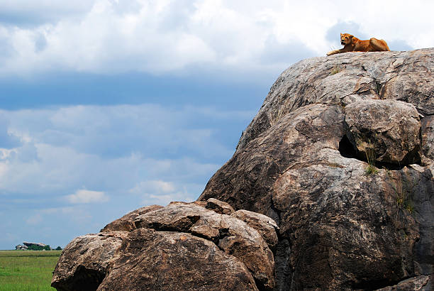 istock lion on top of big rock 147280913