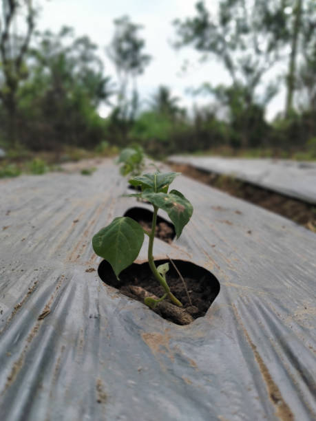 istock Chilli seedlings begin to grow in farm fields 1472809365