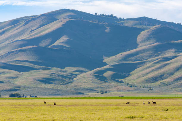 istock Pronghorn antelopes in a field in Idaho 1472809582