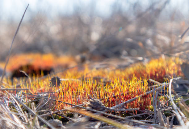 Vibrant colors of moss against Spring sunlight. Low angle close-up view.
