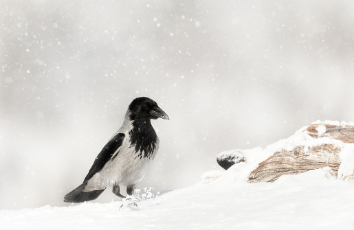 Close up of a hooded crow walking in snow in winter, Norway.