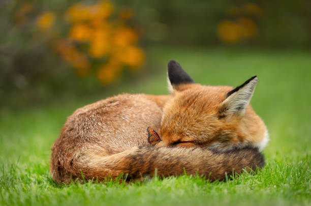 Close up of a sleeping red fox (Vulpes vulpes) with a butterfly perched on a nose.