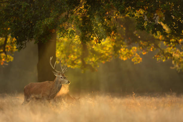 istock Red Deer stag during rutting season at sunrise 1472810512
