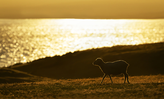 Closeup of a sheep at sunrise in Falkland Islands.