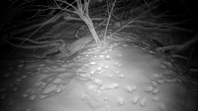 Red fox Vulpes vulpes in winter snowfall near cave