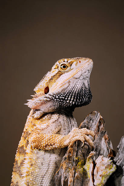 istock Portrait Central Bearded Dragon on branch - brown background 147281109